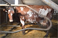 Ear Tag D278,Crossbred Cow Pregnant Due 01-2021