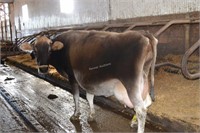 Ear Tag 284,Brown Swiss Cow Pregnant Due 03-2021