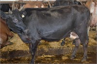 Ear Tag 374,Jersey Cross Cow Pregnant Due 06-2021