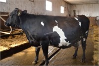 Ear Tag D270,Holstein Cross Cow Pregnant Due