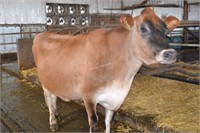 Ear Tag 142,Jersey Cow Pregnant, Due 02-2021
