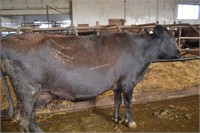 Ear Tag 345,Holstein Cross Cow Due 03-2021