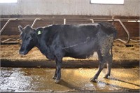 Ear Tag 9269,Holstein Cross Cow Due 05-2021