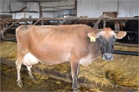 Ear Tag 6383,Jersey Cow, Fresh