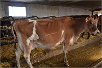 Ear Tag 346,Jersey Cross Cow Pregnant Due 05-2021