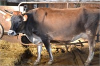 Ear Tag 338,Jersey Cow Pregnant Due 02-2021