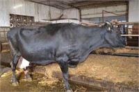 Ear Tag 301,Holstein Cross Cow,Fresh