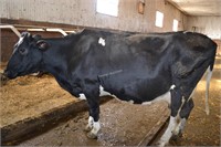 Ear Tag 286,Holstein Cow Pregnant Due 03-2021