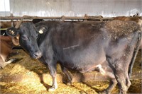 Ear Tag 309,Jersey Cross Cow Pregnant Due 02-2021