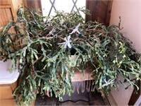 Giant Christmas Cactus