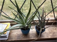 Pair of Aloe Plants