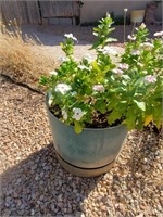 Plastic Planter W/ White Flowers