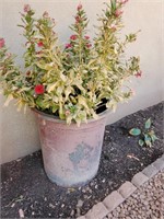 Concrete Planter W/ Red Flowers