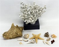 Conch shell - 9.5" long, starfish, & asstd