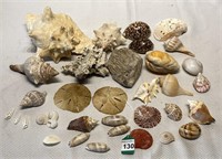 35 pcs. Natural Sea Shell Collection