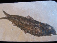 6 3/4"x4" Priscacara Fossil