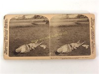 1899 Battlefield Stereo Card, Philippines