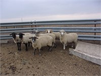 3-4 year old ewes   all raised lambs last year