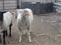 Nice young Rambouillet sheep buck