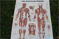 The Muscular System Teaching Chart