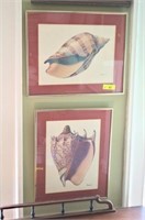 Vintage Shell Prints