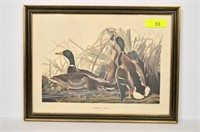 Vintage Mallard Duck Audubon Print