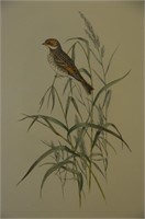 John Gould's Bird's of Great Britain