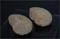 Pair of Ammonite Fossils