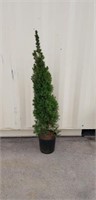 Alberta Spruce  4'+