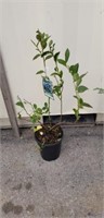 Blue gold blueberry 2' tall