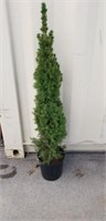 alberta spruce  Bush 4' tall
