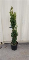 Gram blandy boxwood 4'+