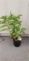 Lacecap hydrangea 2' tall