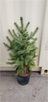 Colorado spruce 2.5' tall