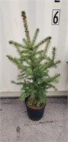 3' Colorado spruce