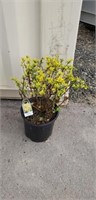 2' berberis