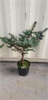 Fat Albert blue spruce 3'