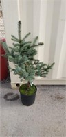 Fat Albert blue spruce a 3' high