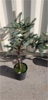 2.5 plus fat Albert blue spruce