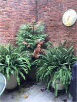 Large Potted Plants
