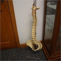 Medical Spine
