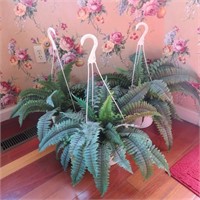 Faux Hanging Ferns