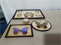 A butterfly collection all mounted under glass
