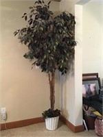 Silk Tree Approximately 7 Foot