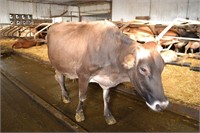 Ear Tag 320,Brown Swiss Cow,Pregnant Due 12-2020