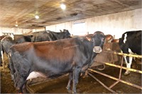 Ear Tag 337,Holstein Cross Cow,Due 01-2021