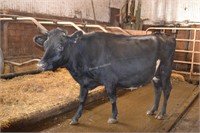 Ear Tag 378,Jersey Cross Cow,Pregant Due 04-2021