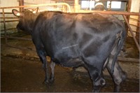 Ear Tag 372,Holstein Cross Cow,Preg Due 04-2021