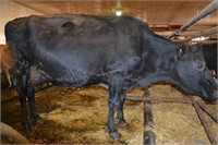Ear Tag 316,Holstein Cross Cow,Preg Due 01-2021
