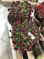 Pair of mum plants--dark burgundy